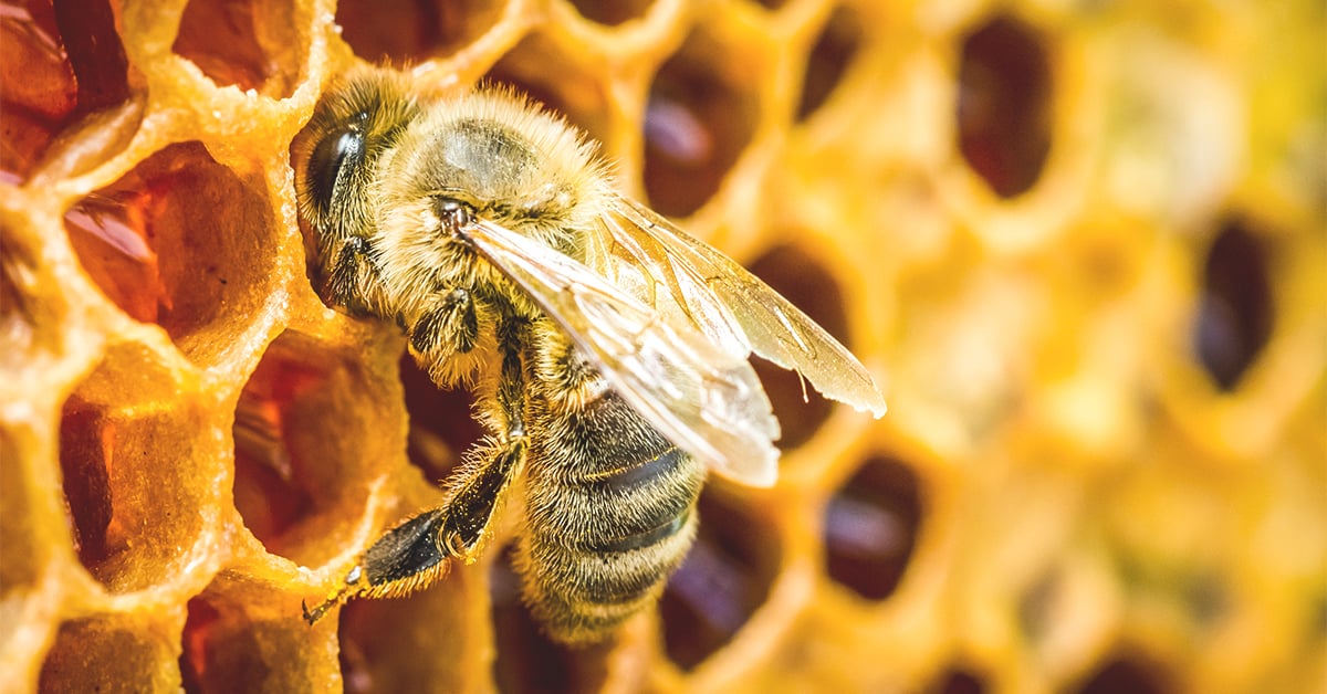 Essential Beekeeping Equipment for Every Aspiring Beekeeper