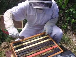 Beehive Inspection/Harvesting (Per Hive)